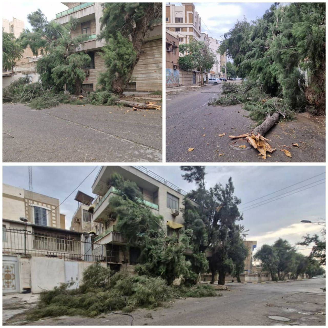 سقوط درختان بر اثر وزش شدید باد و قطعی برق در اهواز