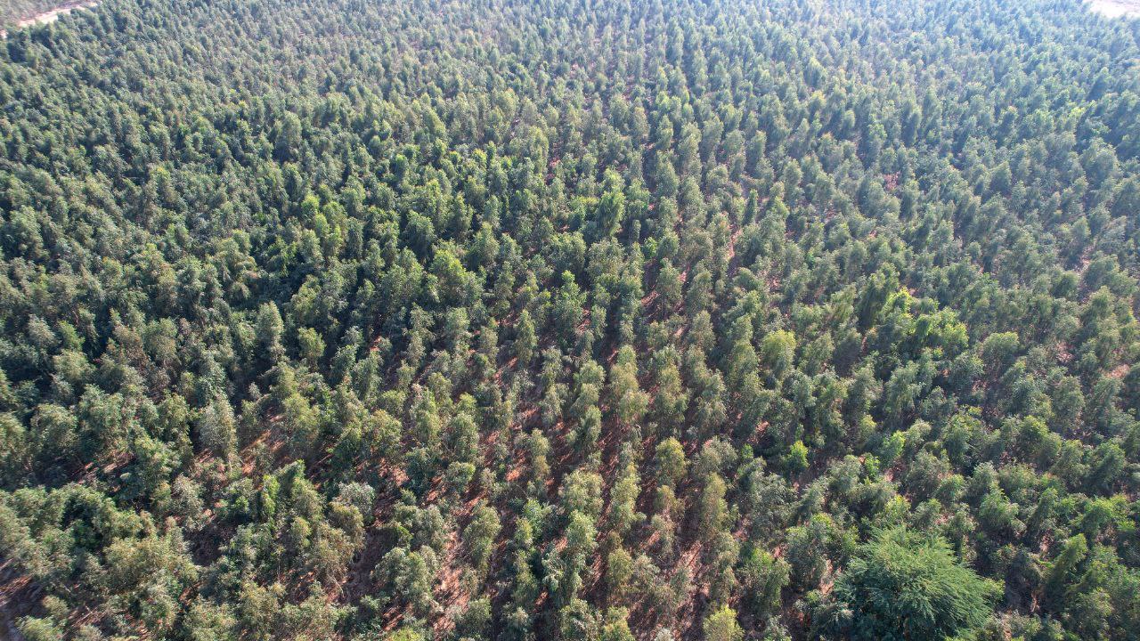 صنعت نیشکر ایران با تکیه بر برنامه‌ریزی علمی و هدفمند، گامی مهم در مسیر توسعه پایدار برداشته است