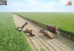 آغاز برداشت سبز نیشکر در خوزستان؛ تغییر رویکردی در سیاست‌های زیست‌محیطی و تولید