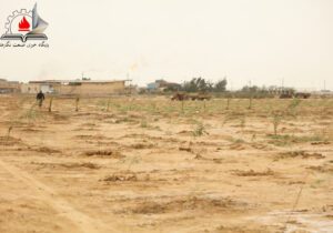 کاشت ۵ هزار نهال بومی توسط نفت و گازمارون